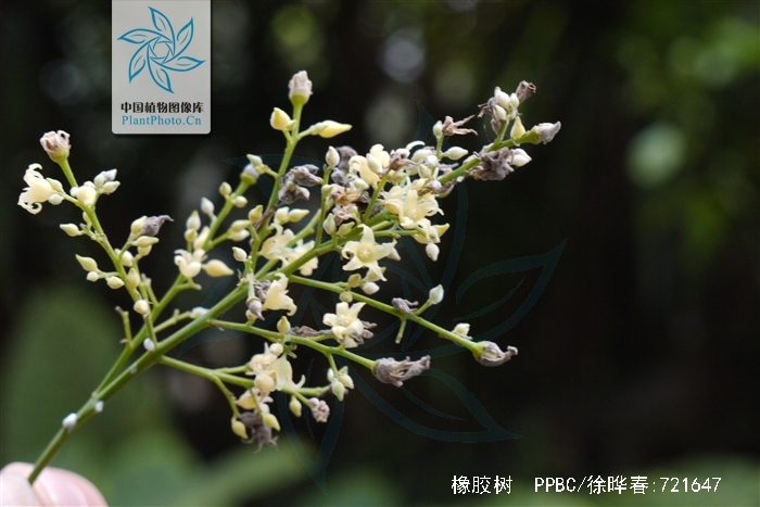 arg.)是大戟科,橡胶树属植物.