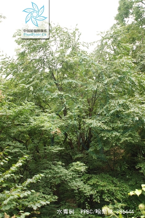 tetracentron sinense oliv.