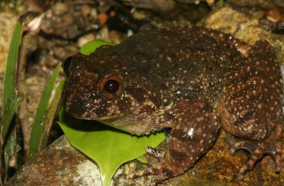  p>石蚌为蛙类之一种,生长在深山等沟的溪流石缝之中,体大如 a href="