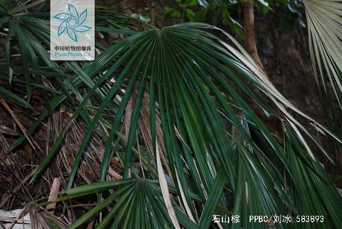  p>石山棕( i>guihaia argyrata /i> (s. k. lee et f. n. wei) s. k.