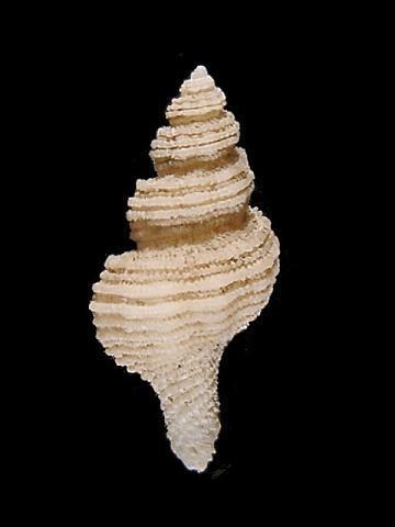 宝塔珊瑚螺