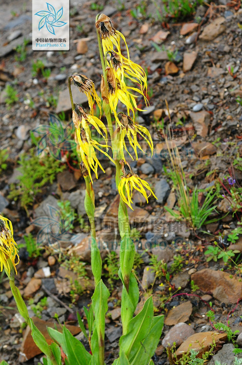 cremanthodlum stenactinium