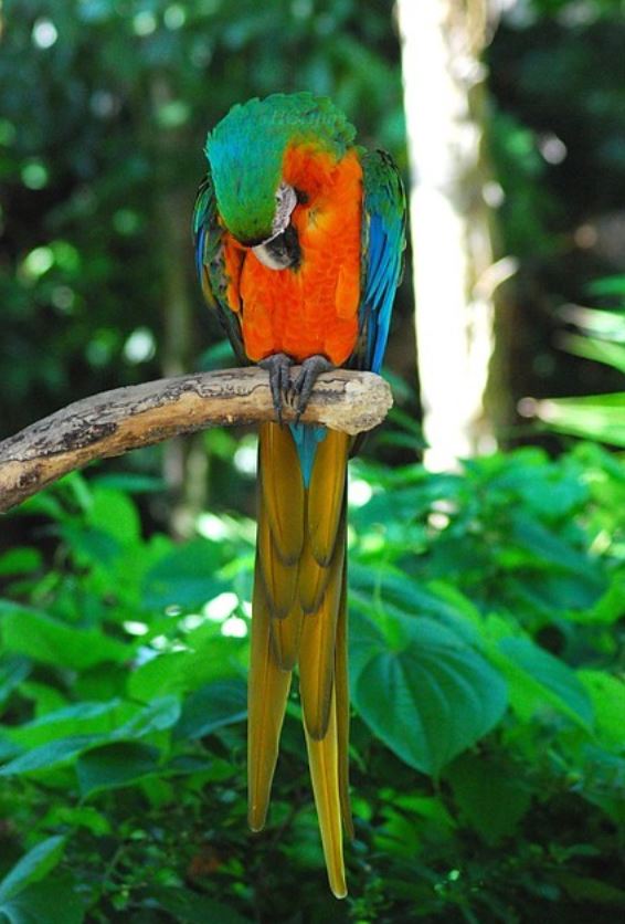  p>小丑金刚鹦鹉(harlequin   macaw):是由两种不同的 a>金刚鹦鹉 /a>