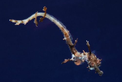  p>草海龙(学名: i>phyllopteryx taeniolatus /i>),是海龙科,叶海马