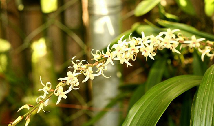  p>香花毛兰(学名: i>eria javanica /i>  (sw.) bl.