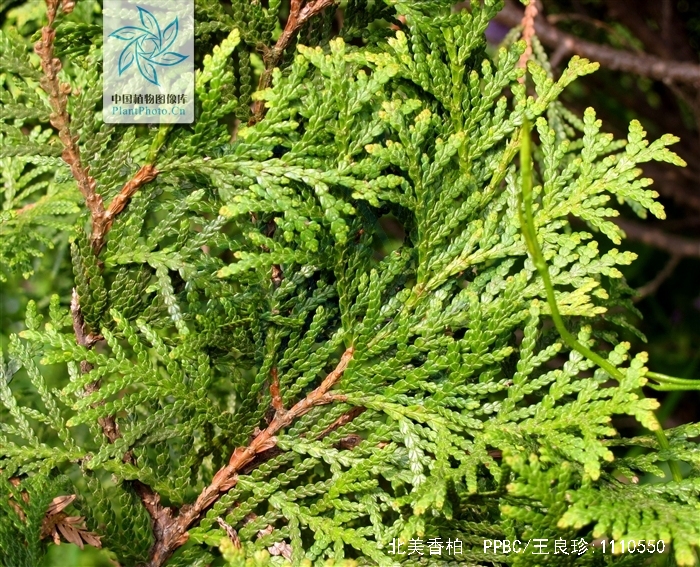  p>北美香柏(学名: i>thuja occidentalis /i> linn.