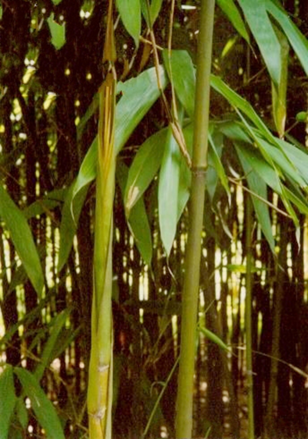 禾本科,矢竹属 a href="#" data-lemmaid="33239">乔木 /a>状竹类植物