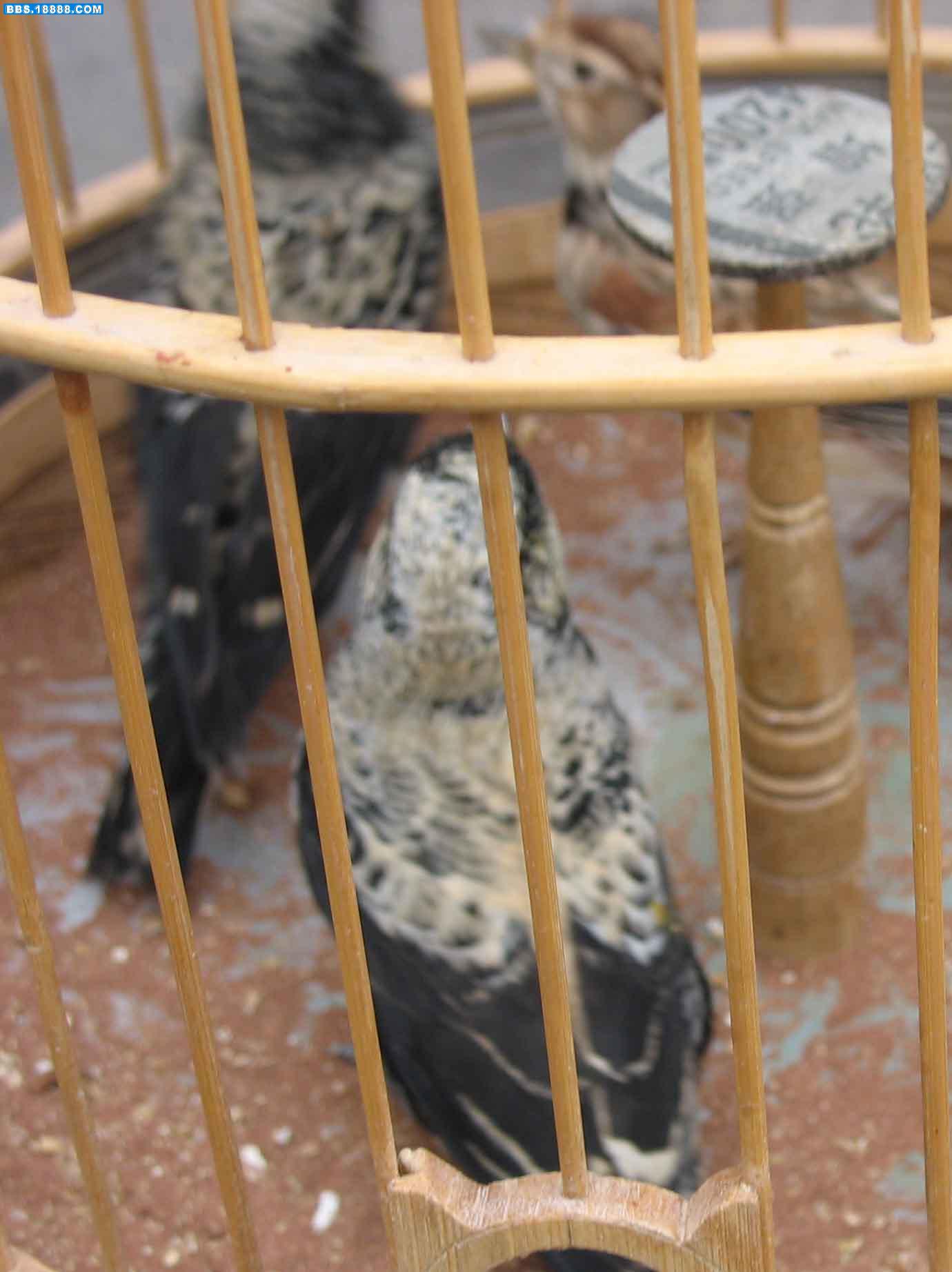  p>黑百灵(学名: i>melanocorypha yeltoniensis /i>),是百灵科百灵属