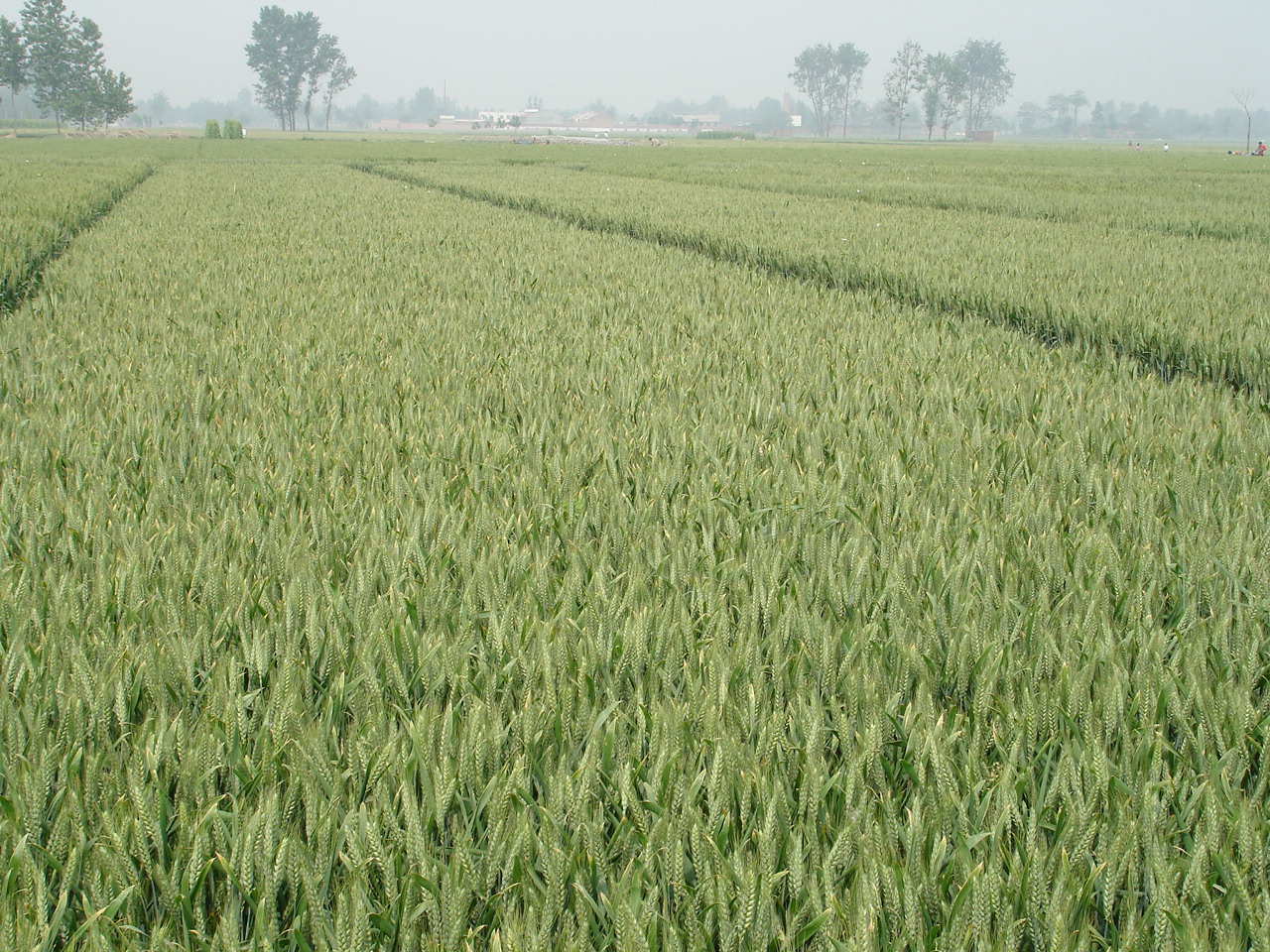 data-lemmaid="1932950">三大平原 /a>之一,中国人口最