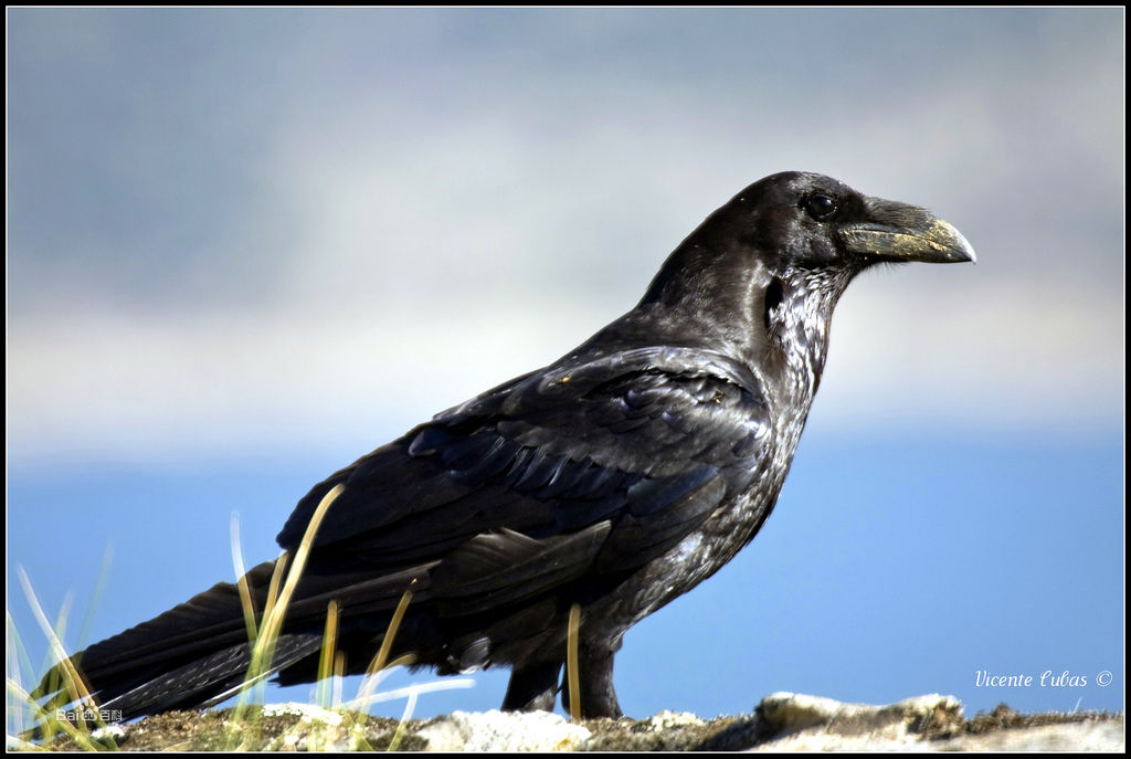 corvus corax tingitanus