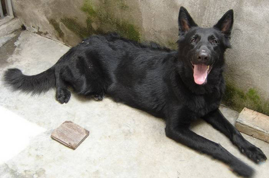 ",其中包括" a target="_blank" href="/item/苏格兰牧羊犬/123617"