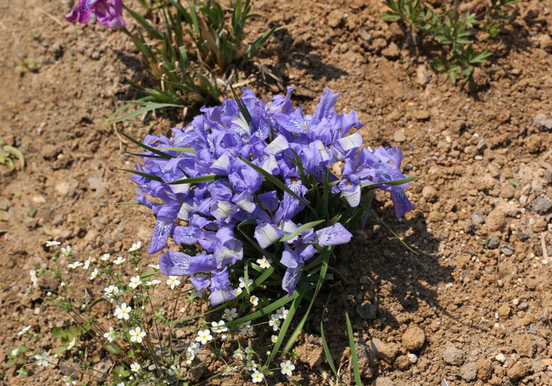  p>粗根鸢尾(学名: i>iris tigridia /i>  bunge ex ledeb.