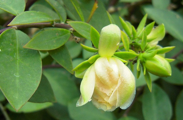  p>木麒麟(学名: i>pereskia aculeata /i> mill.