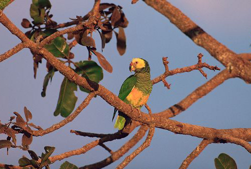  p>黄脸亚马逊鹦鹉(学名:alipiopsitta xanthops)是典型的 a href="#"
