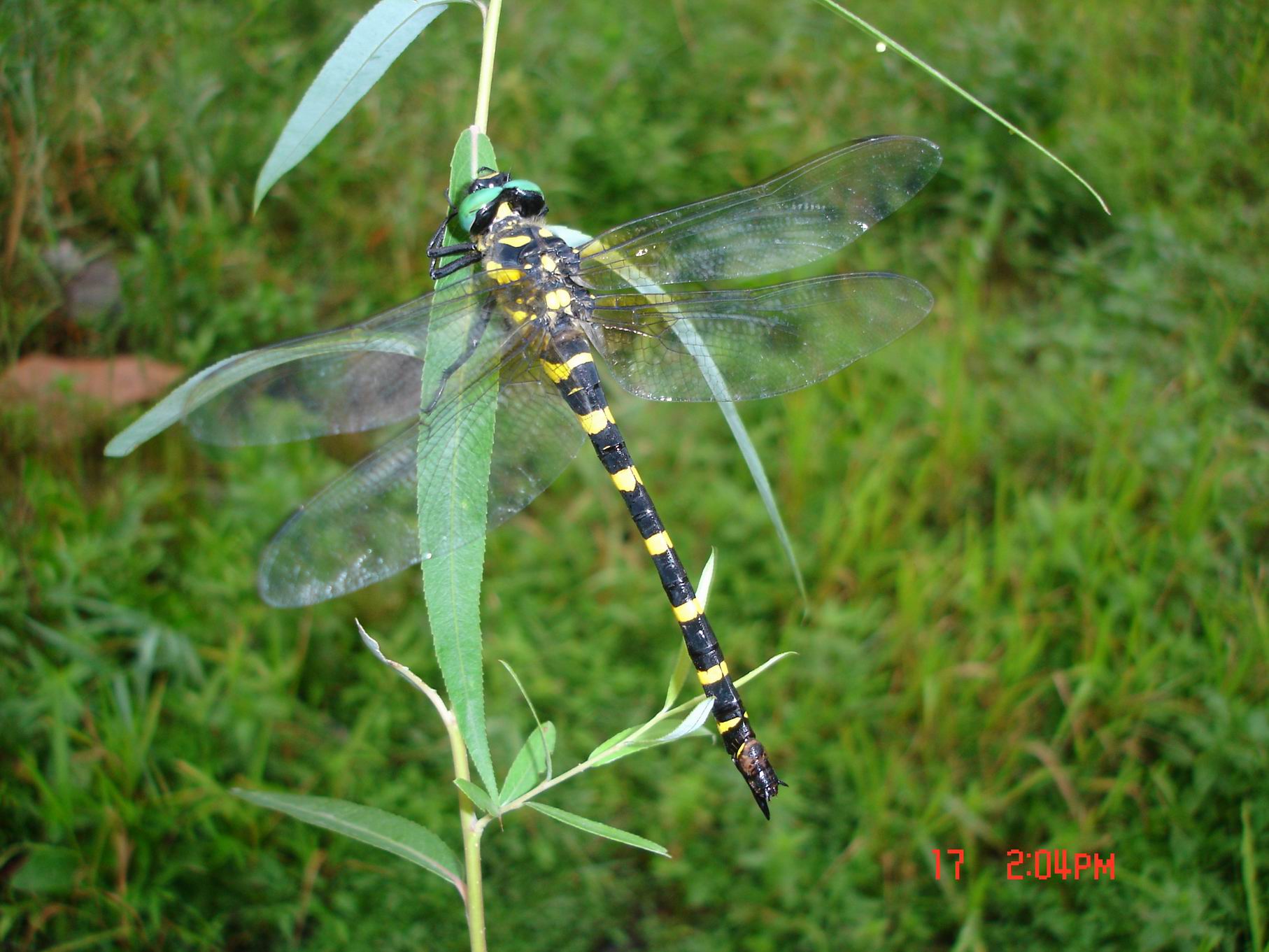  p>大蜓科,拉丁名  i>cordulegastridae  /i>(hagen, 1875), a href="