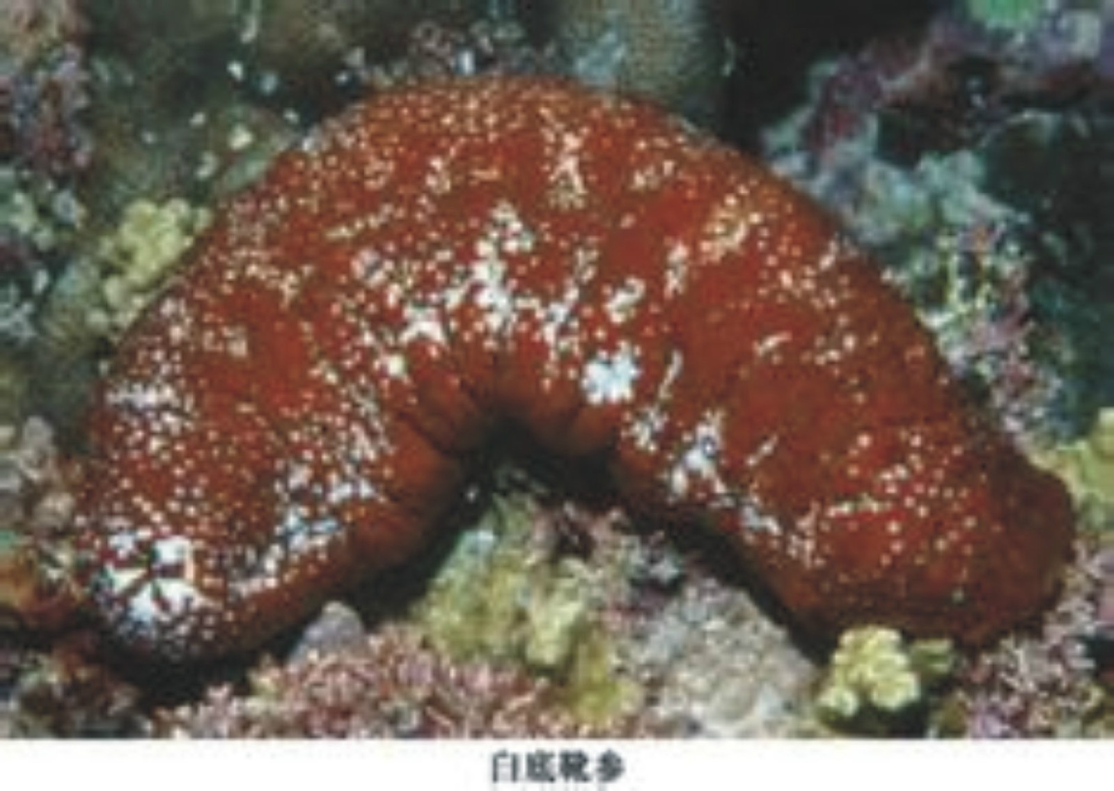  p data-id="gn761gh7fj">白底辐肛参,又名赤瓜参, 白底靴参, 靴海参