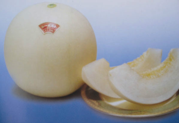  p>西薄洛托是甜瓜杂交新品种,该品种叶片小,叶色浅绿,叶面细毛多