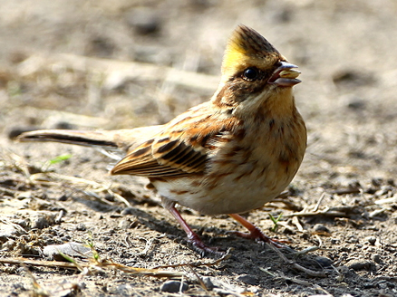  p>黄喉鹀(学名: i>emberiza elegans /i>):属鸟纲,鹀科的小型 a href
