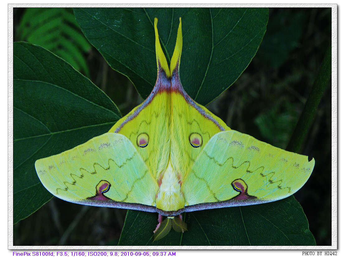  p data-id="tieupsfdd5dd">天蚕蛾是鳞翅目天蚕蛾科昆虫.