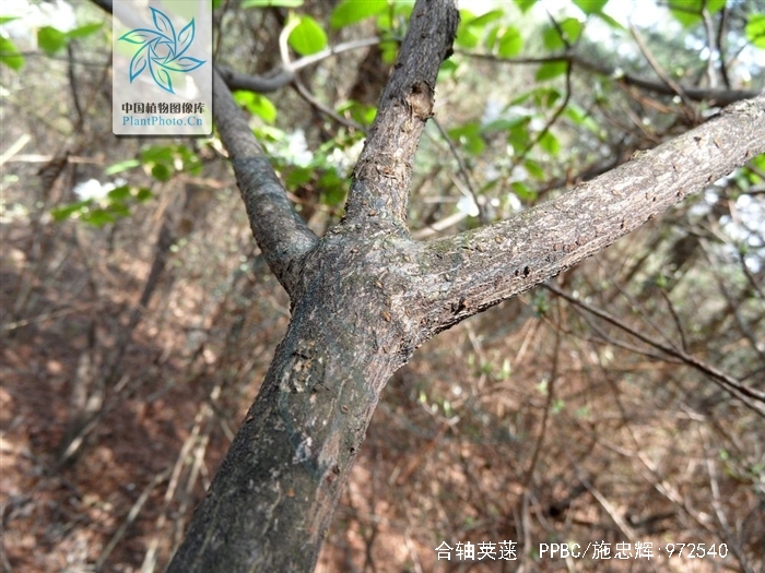  p>合轴荚蒾(学名:viburnum sympodiale graebn.)是忍冬科荚蒾属植物.