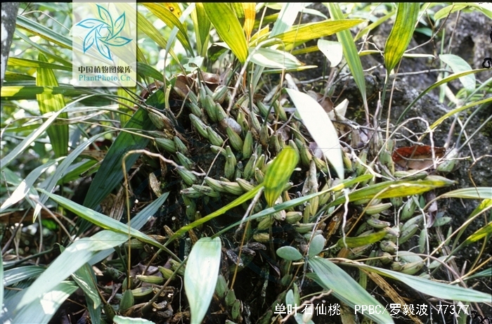  p>单叶石仙桃(学名: i>pholidota leveilleana /i>  schltr.