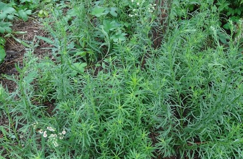  p>香丝草(学名:conyza bonariensis i>(l.) cronq.