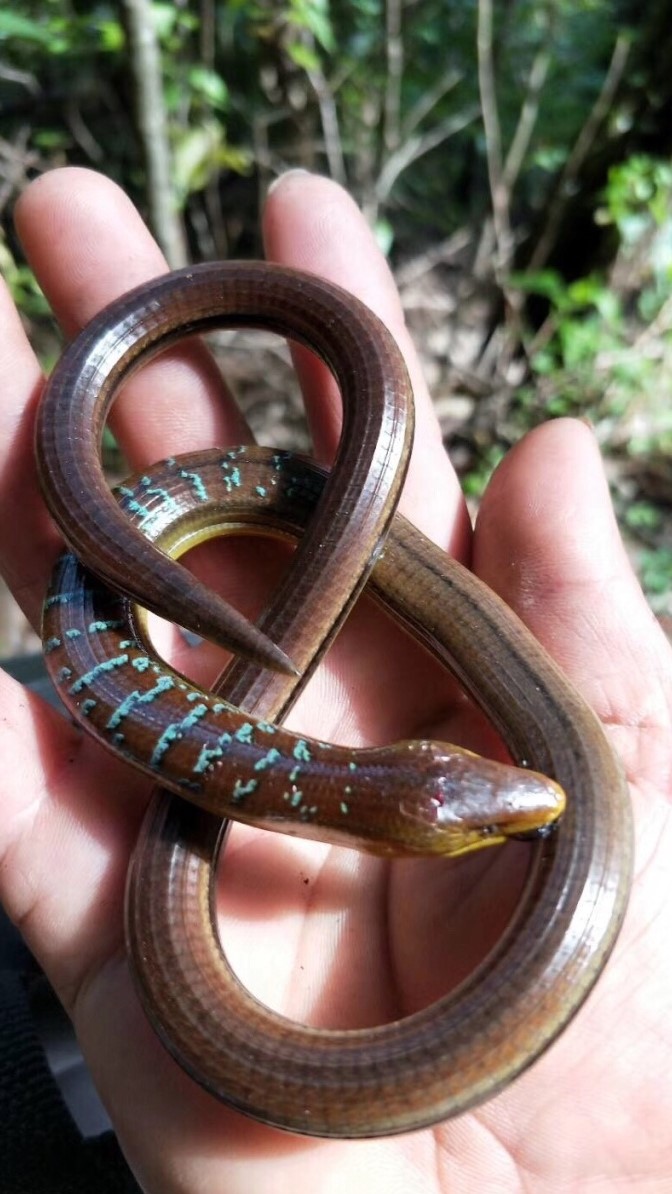 id="gnbv8as030">脆蛇蜥(学名: i>ophisaurus harti /i>)是蛇蜥科