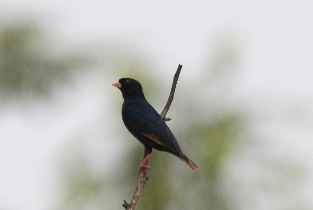 village indigobird