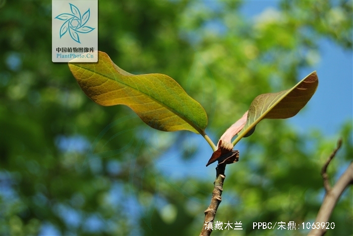  p>滇藏木兰(学名: i>magnolia campbellii  /i>hook. f.