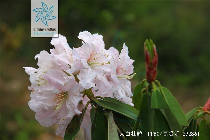 id="gnat15jyrj">大白杜鹃(拉丁学名: i>rhododendron decorum /i>