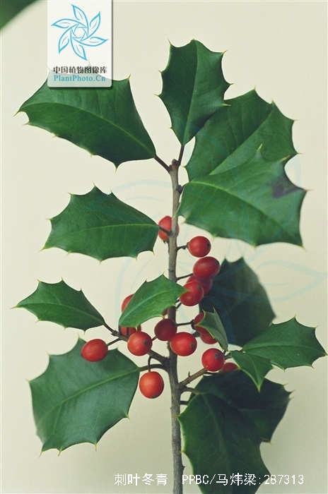 ilex bioritsensis hayata