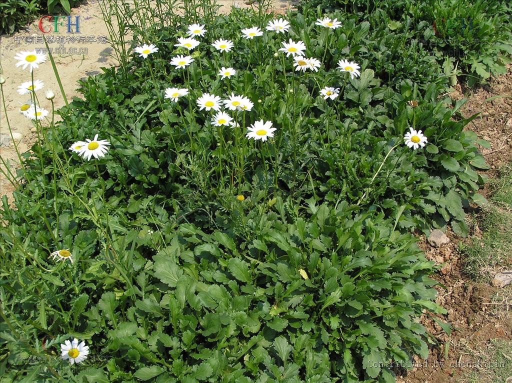  p>白晶菊又名小 a href="#">白菊 /a>,为一,二年生草本花卉.