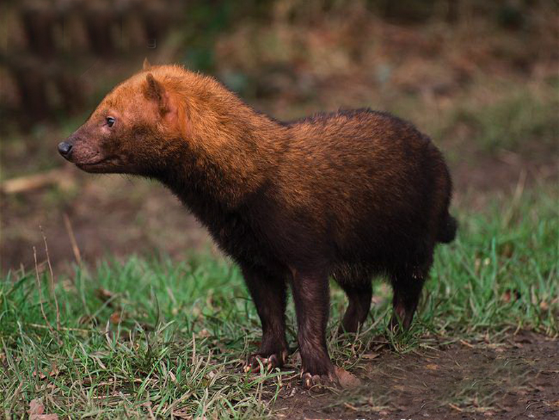  p>薮犬(学名: i>speothos venaticus /i>):体长57-75厘米,肩高20-30