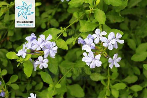  p>鸡娃草属( a target="_blank" href="/item