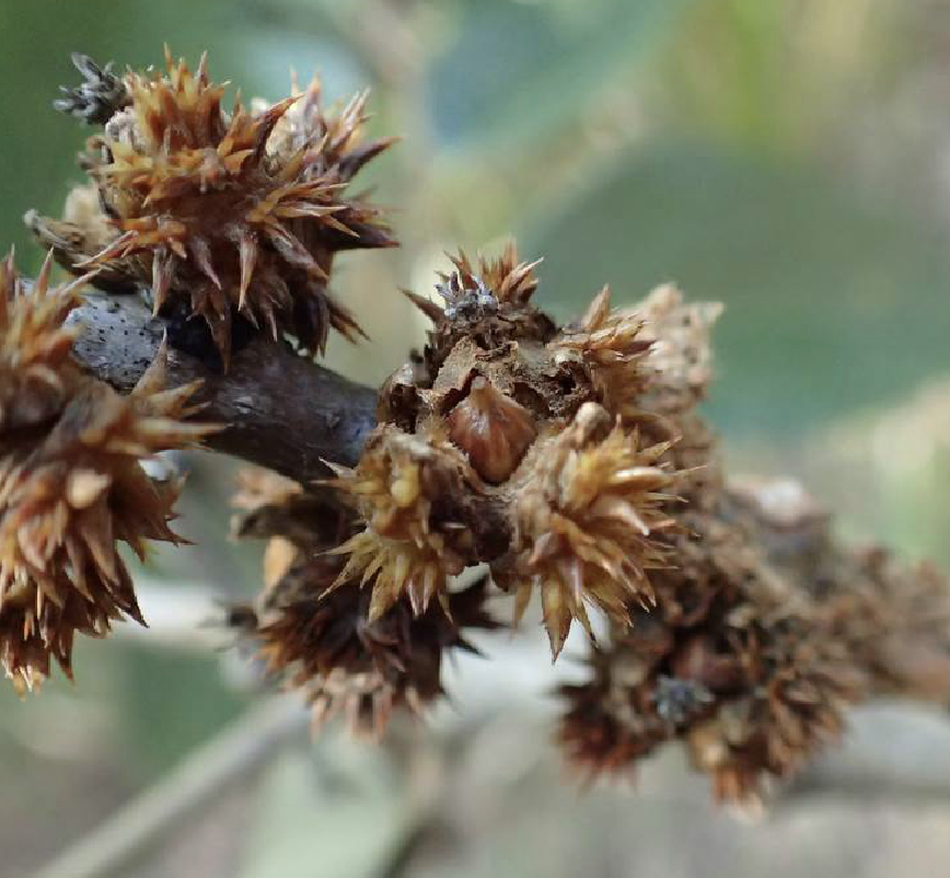  p>鹿角锥(学名: i>castanopsis lamontii /i> hance)是壳斗科锥属