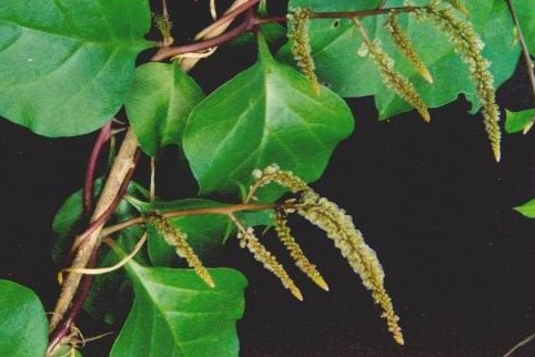  p>&nbsp;落葵薯属(学名:anredera juss.