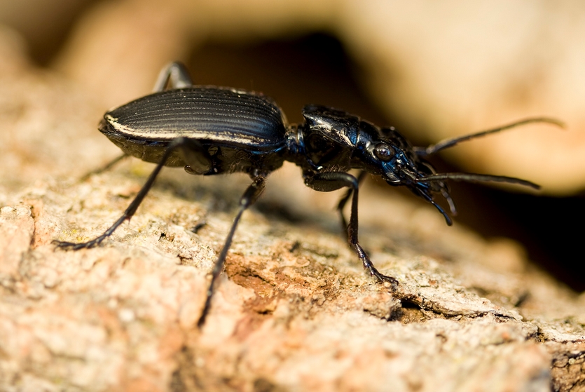 two-spotted ground beetle