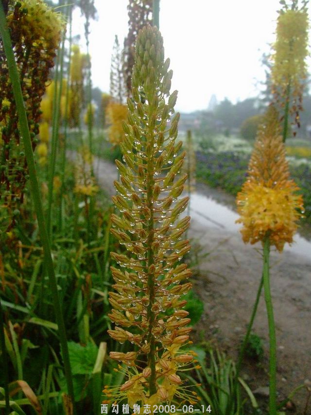 独尾草 全网资源