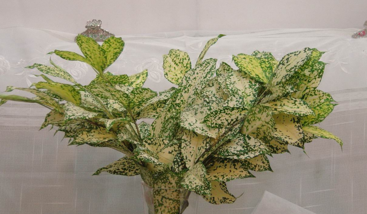  p data-id="gn95t7qe4j">星点木,又名星虎斑木,星点千年木,龙舌兰科