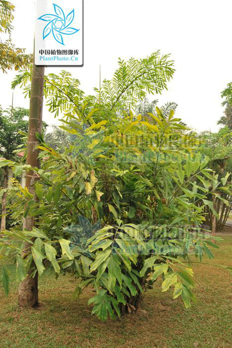 wallichia caryotoides roxb.