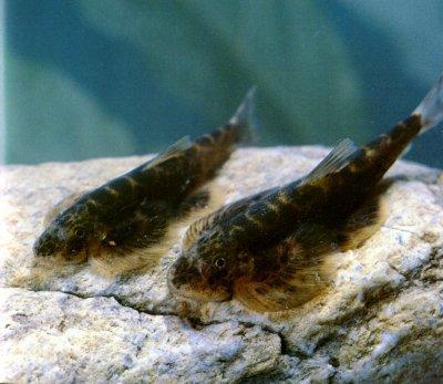  p>怒江间吸鳅, i>hemimyzon nujiangensis /i> (w. zhang et c. y.