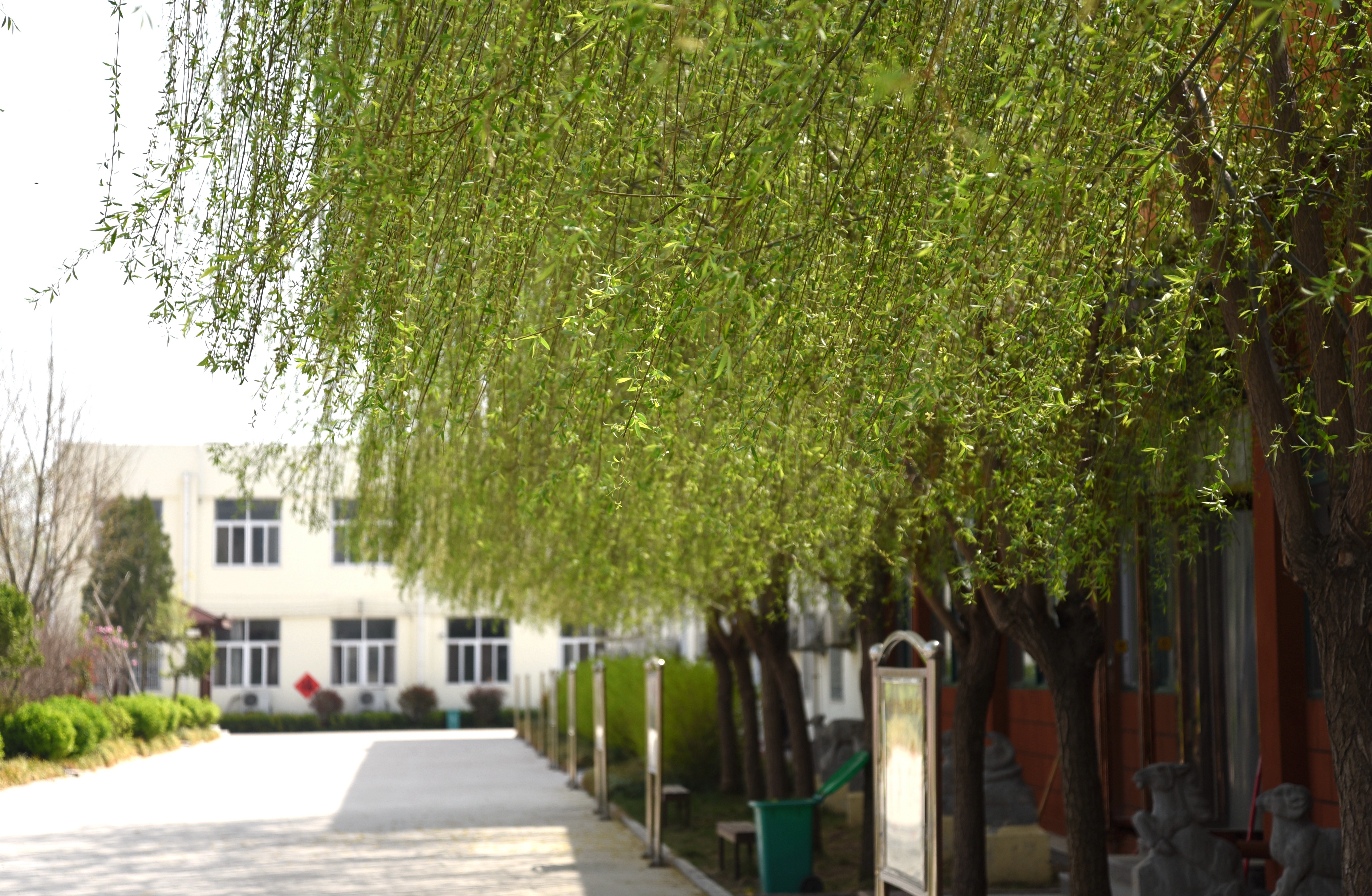 学校占地50多亩,校园内绿树成荫,垂柳依依,鲜花朵朵.