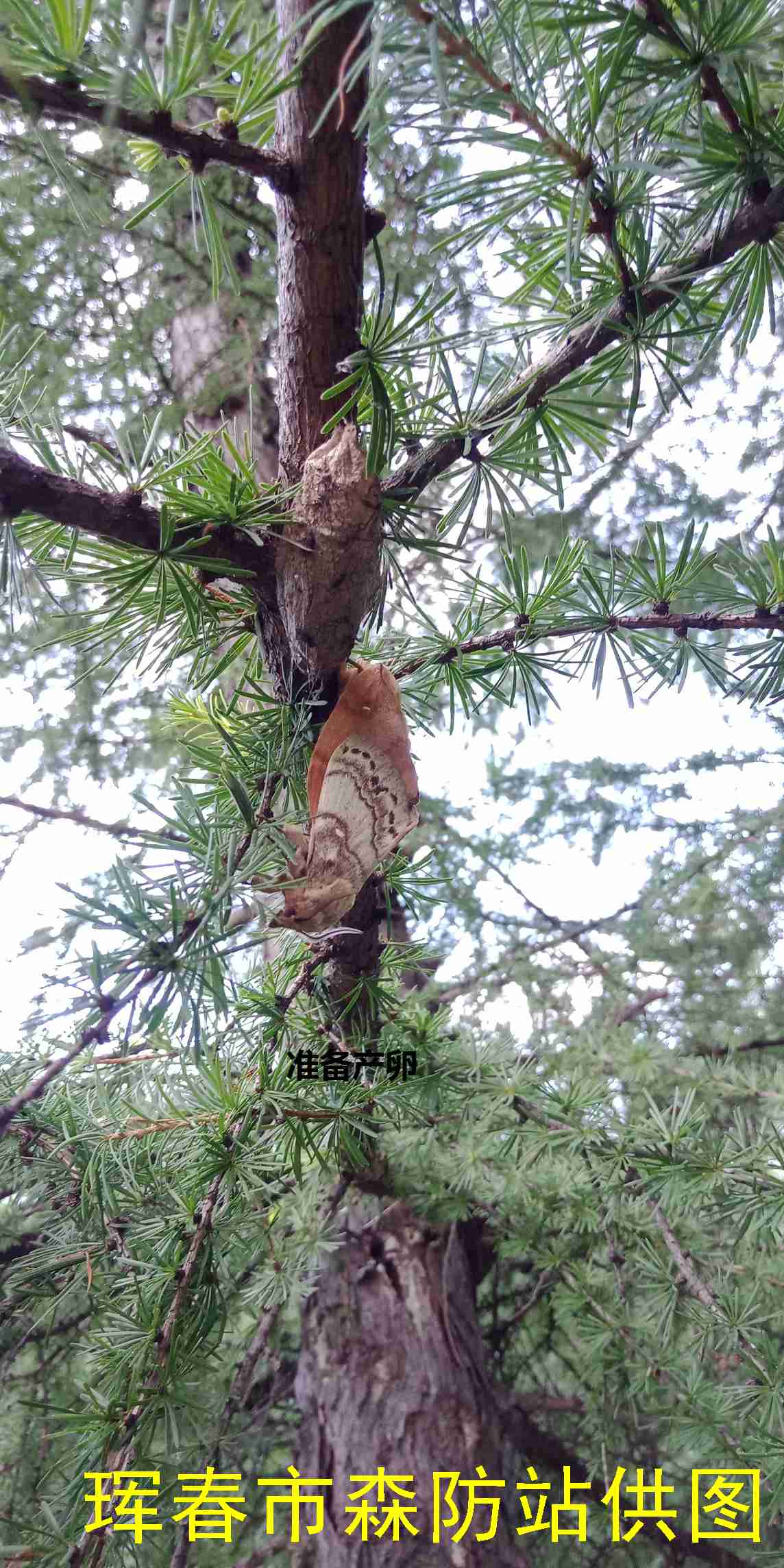  p>落叶松毛虫 i>dendrolimus superans  /i>(butler)是 a href="#">