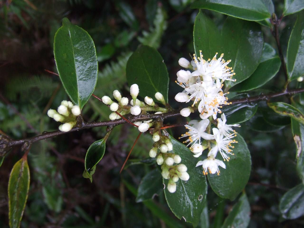  p>长萼马醉木( a target="_blank" href="/item/学名/8074290" data