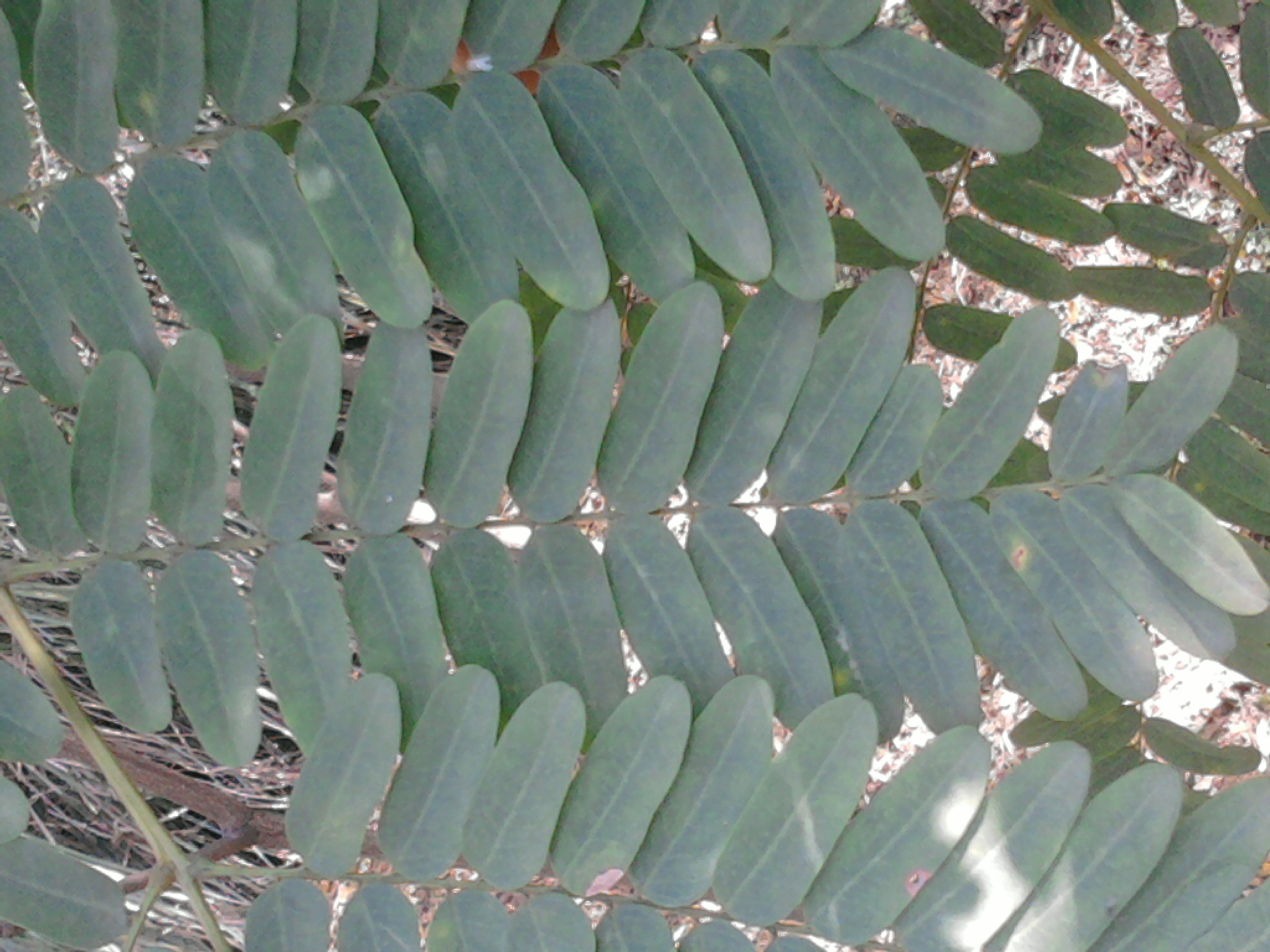 chinensis baill)别名肉皂荚,四月红,油皂,是一种落叶乔木,无刺,高达5