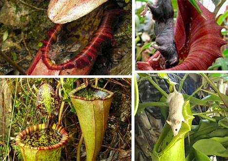  p> a href="#" data-lemmaid="4160876">巴拉望岛 /a>猪笼草(学名