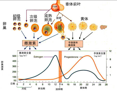 性机能减退以前,卵巢和附性器官出现周期性变化,称为生殖周期