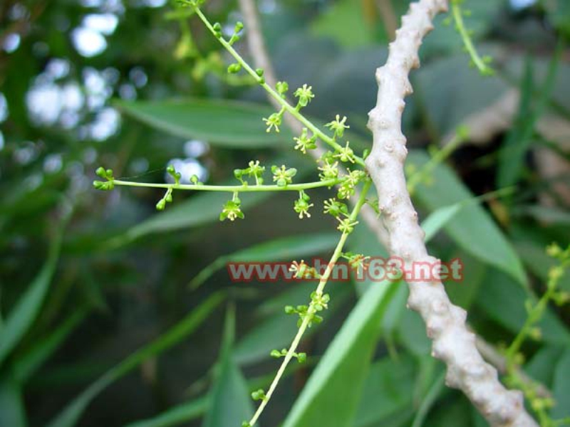  p>青牛胆(学名: i>tinospora sagittata /i> (oliv.) gagnep.