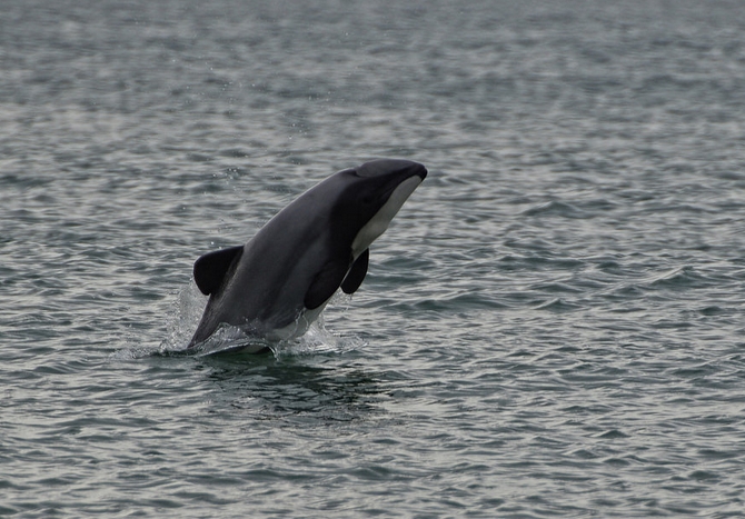 新西兰黑白海豚
