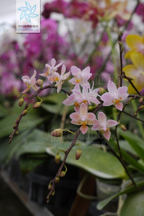  p>小兰屿 a target="_blank" href="/item/蝴蝶兰/17262" data-lemma